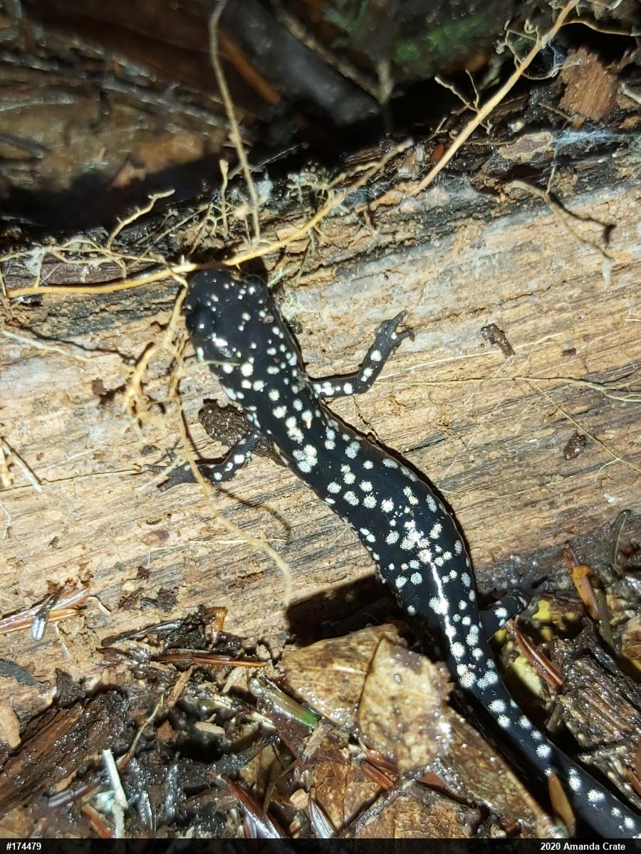 Northern Slimy Salamander