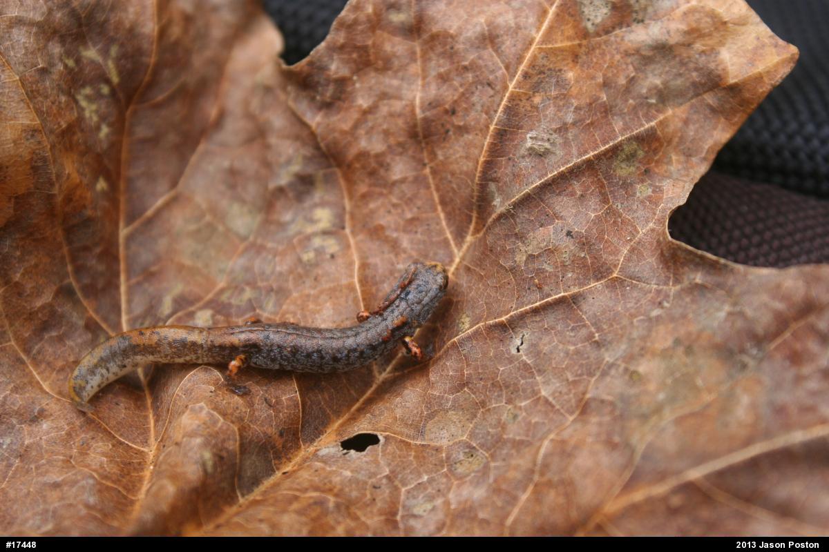 Four-toed Salamander