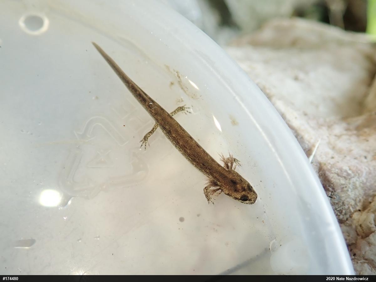 Northern Two-lined Salamander