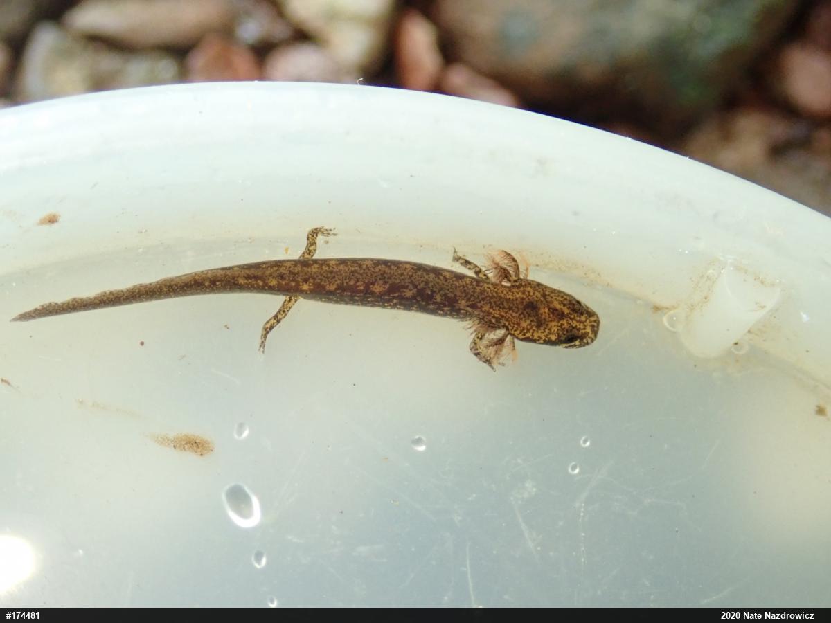 Northern Two-lined Salamander