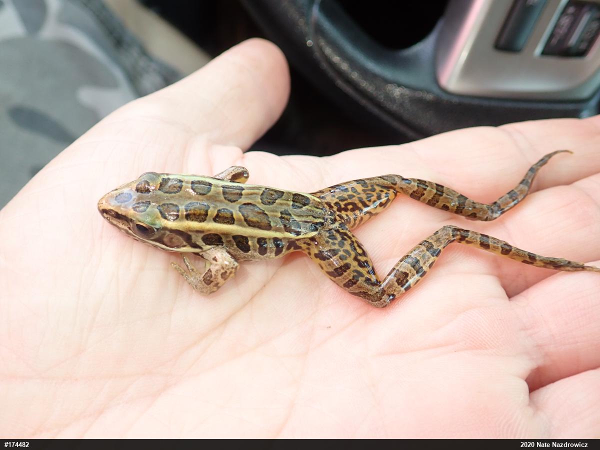 Pickerel Frog