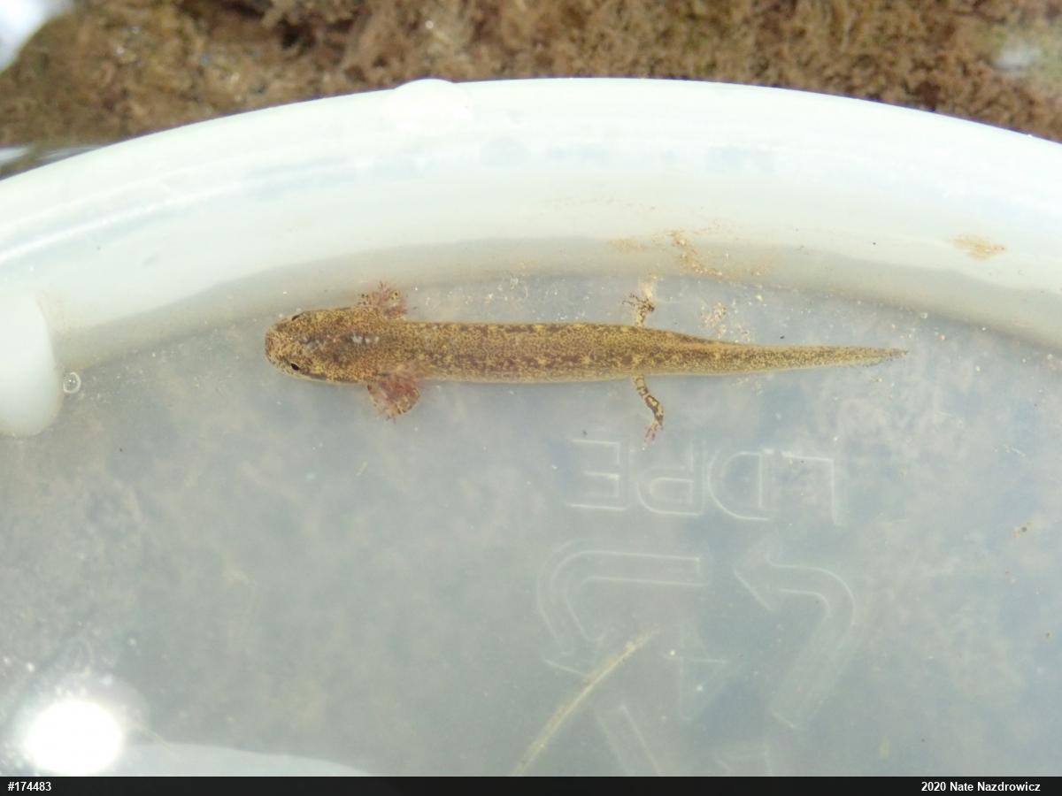 Northern Two-lined Salamander