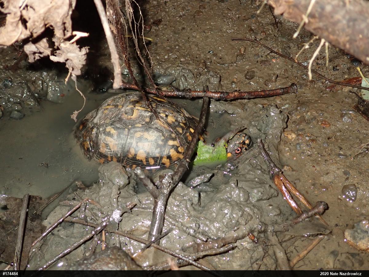 Eastern Box Turtle