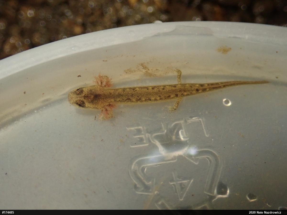 Northern Two-lined Salamander