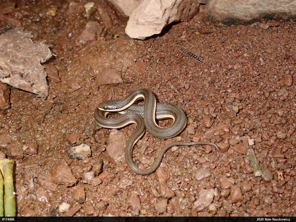 Queensnake