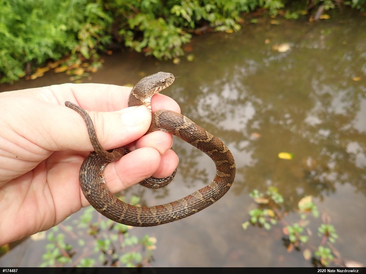 Northern Watersnake