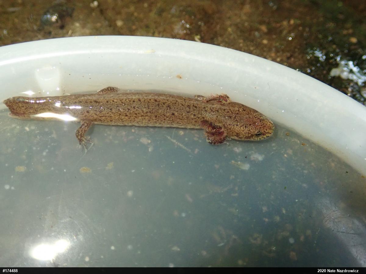 Northern Red Salamander