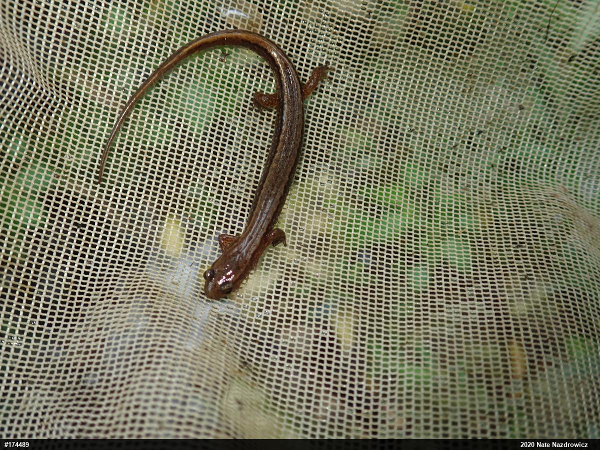 Northern Two-lined Salamander