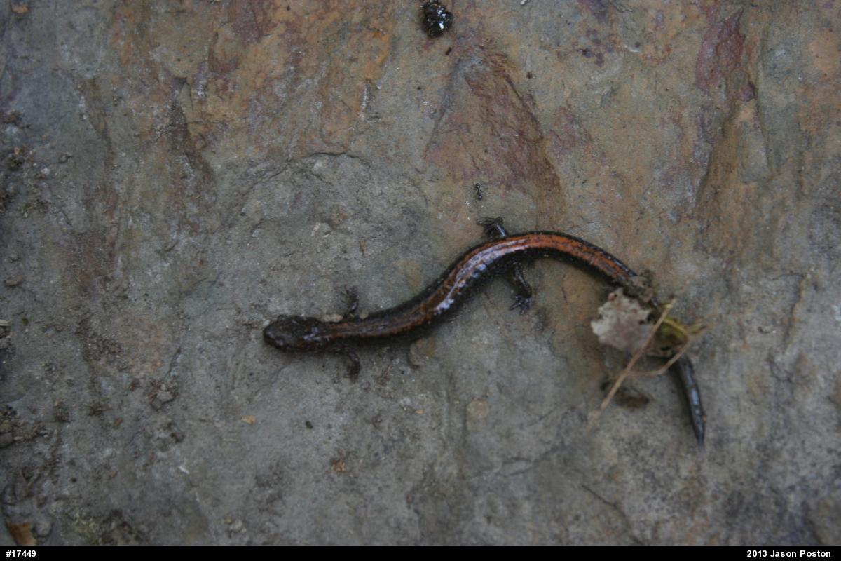 Eastern Red-backed  Salamander
