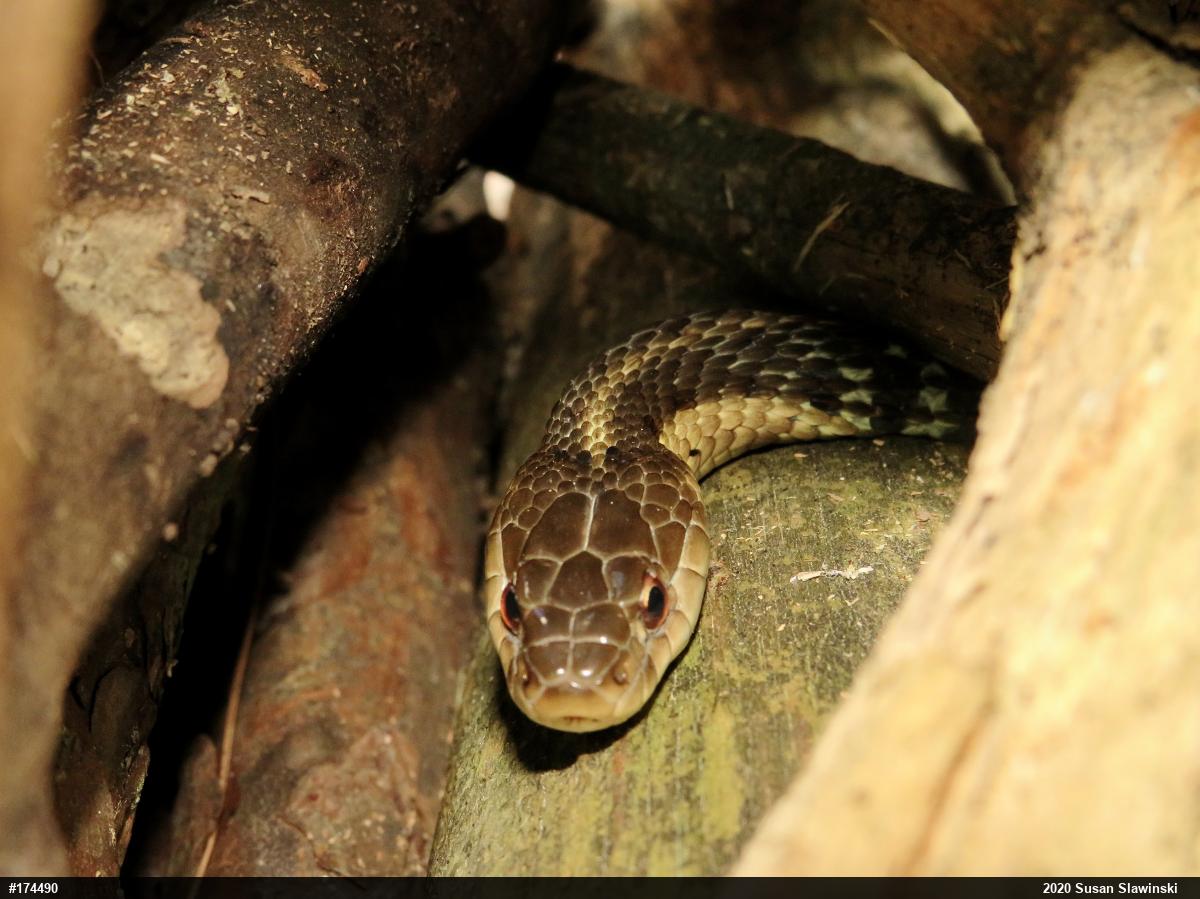 Eastern Gartersnake