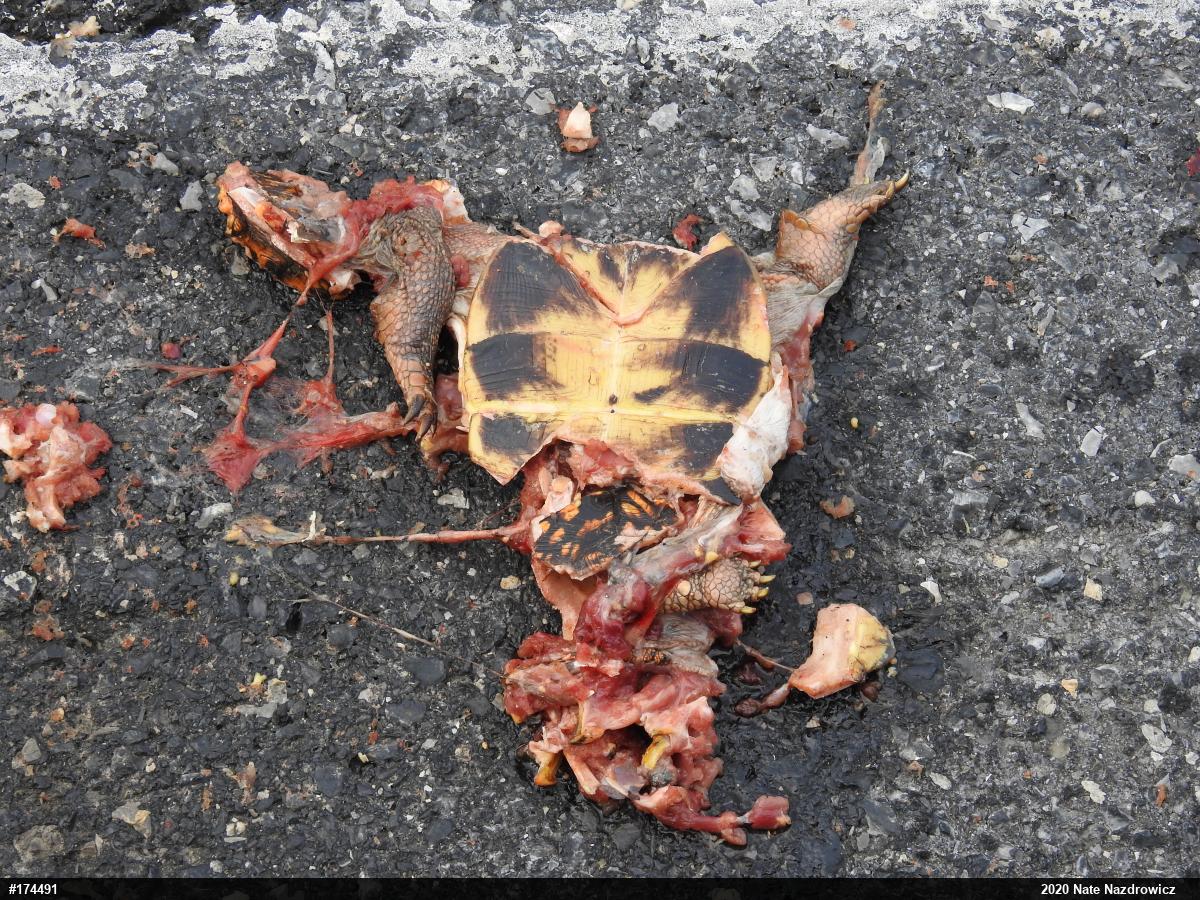 Eastern Box Turtle