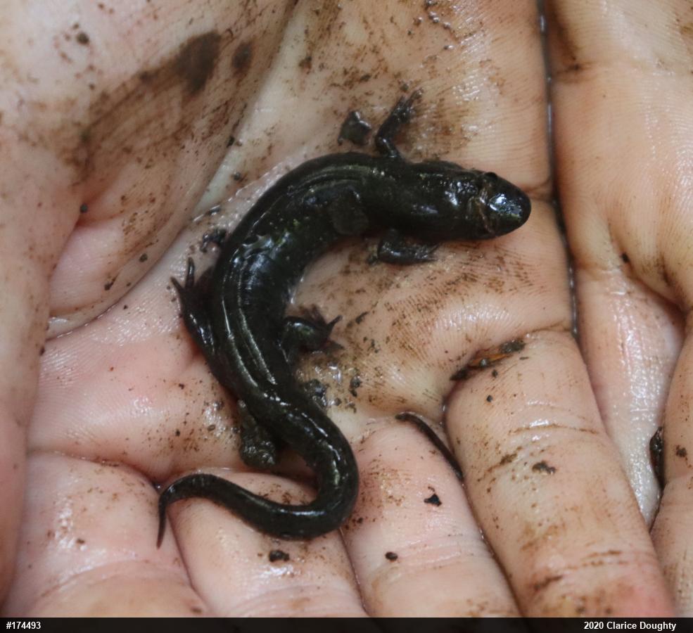 Northern Dusky Salamander