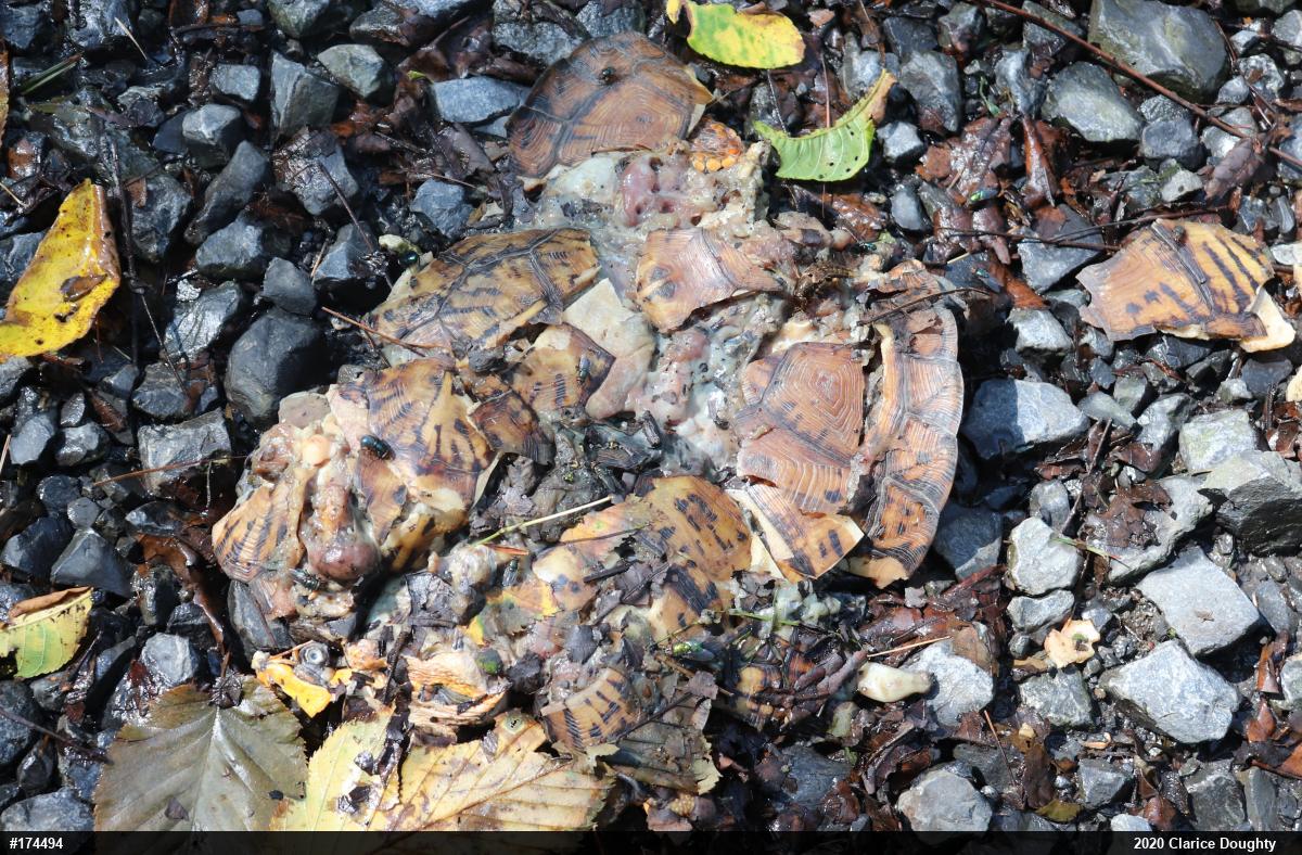Eastern Box Turtle