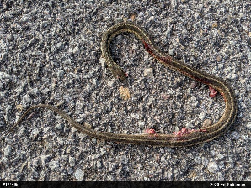 Eastern Gartersnake