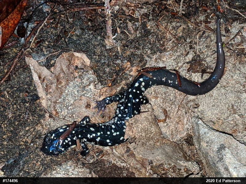 Northern Slimy Salamander