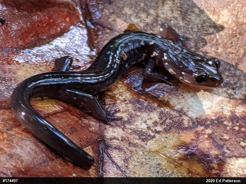 Wehrle's Salamander