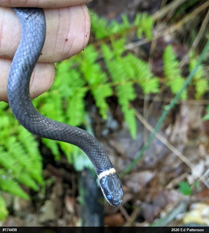 Northern Ring-necked Snake