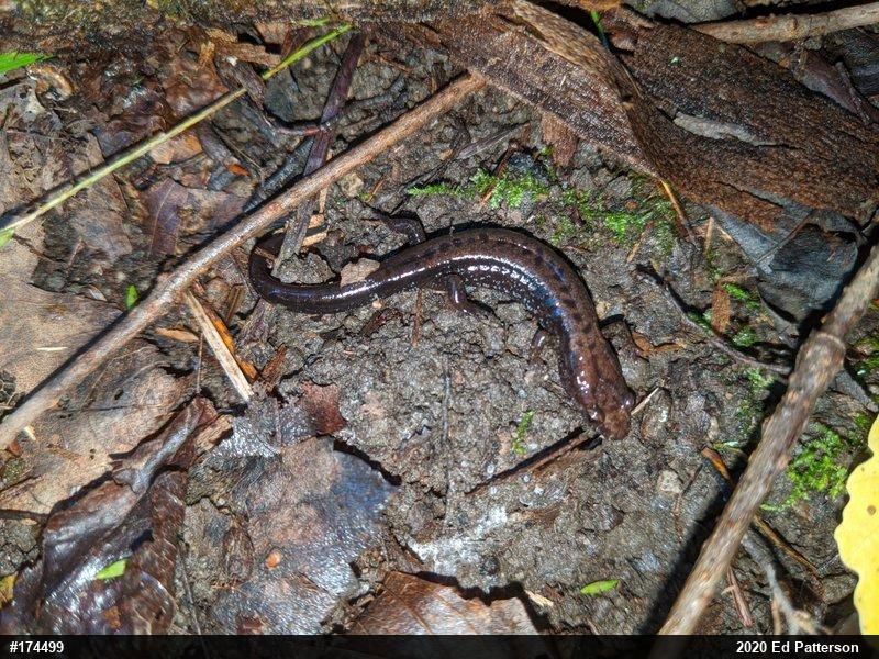 Allegheny Mountain Dusky Salamander
