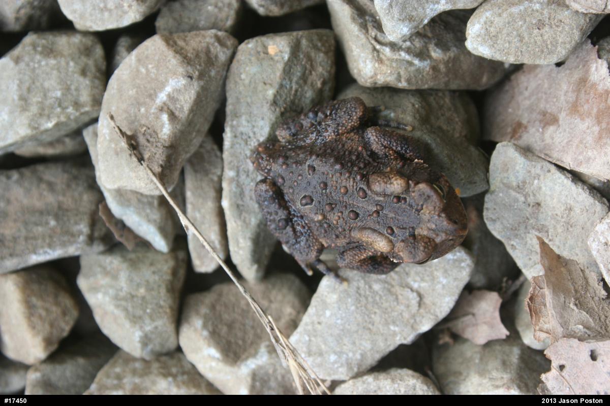 Eastern American Toad