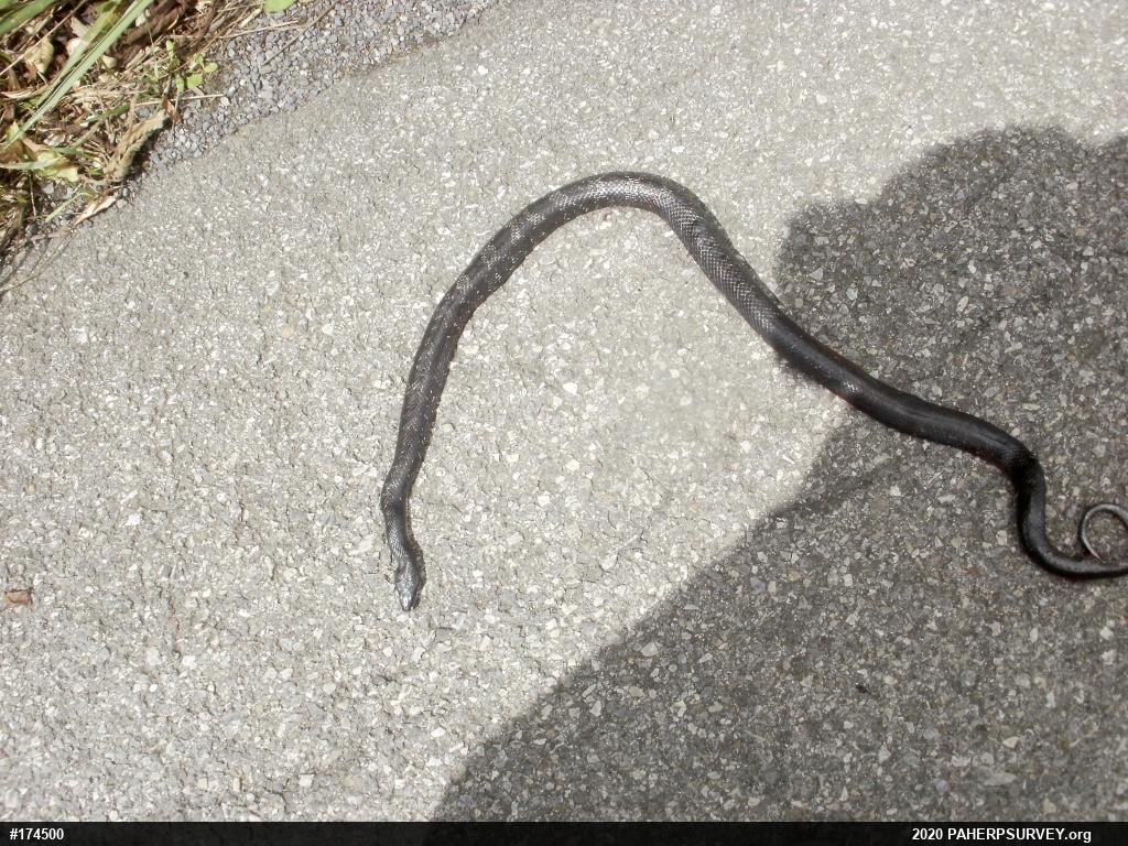 Eastern Ratsnake