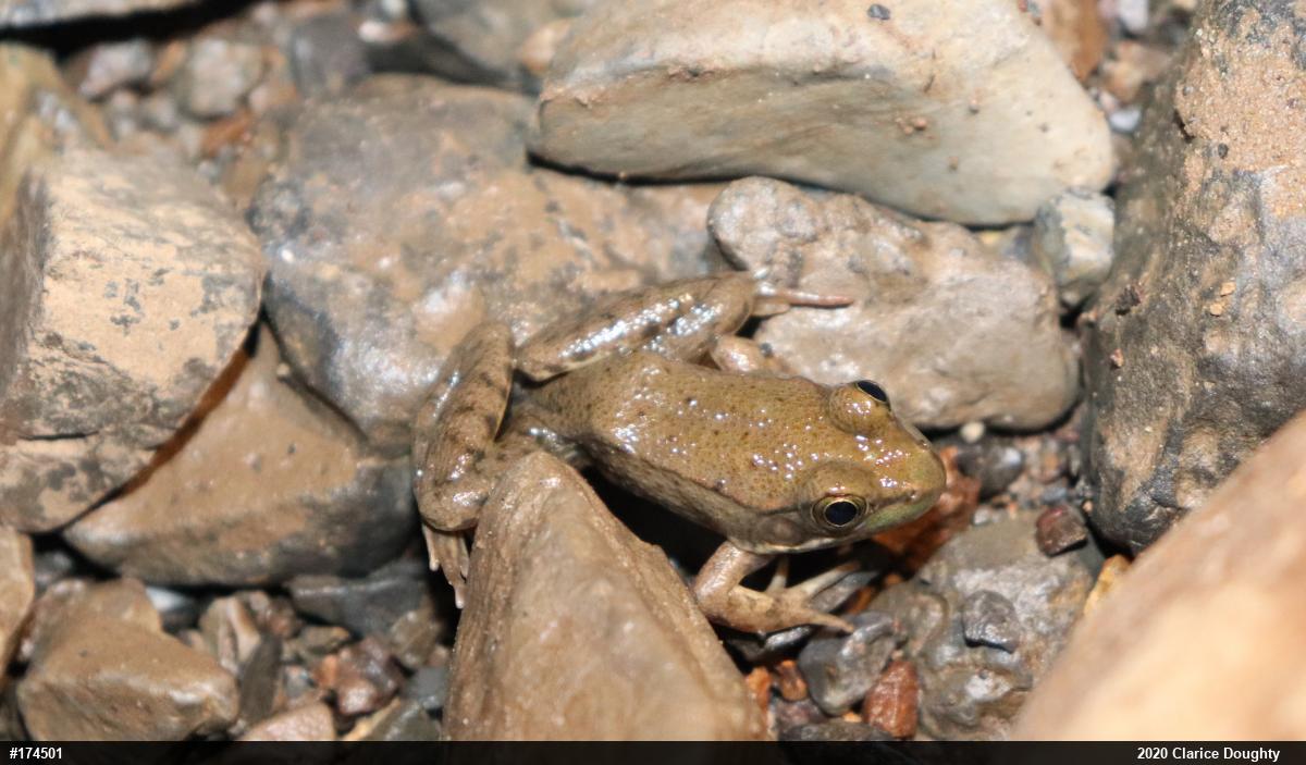 Green Frog
