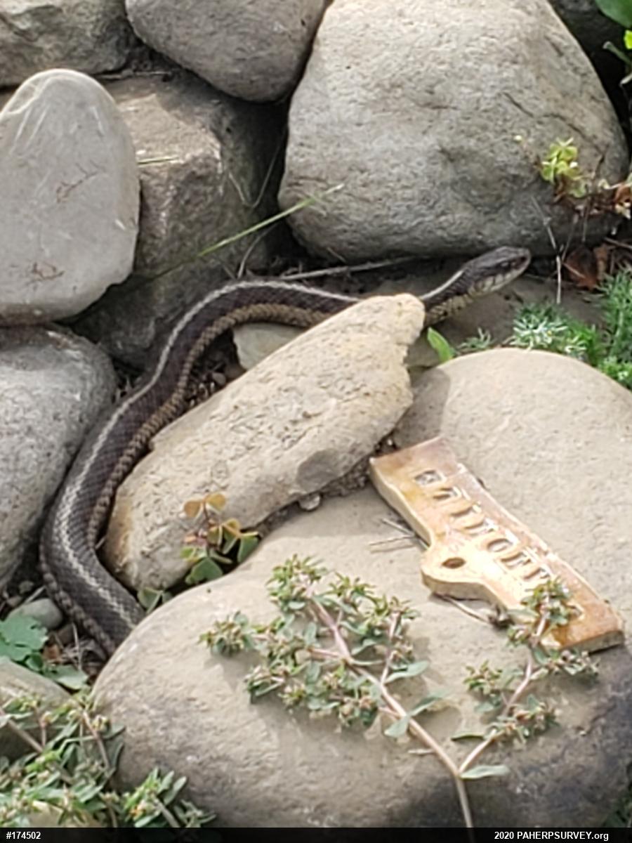 Eastern Gartersnake