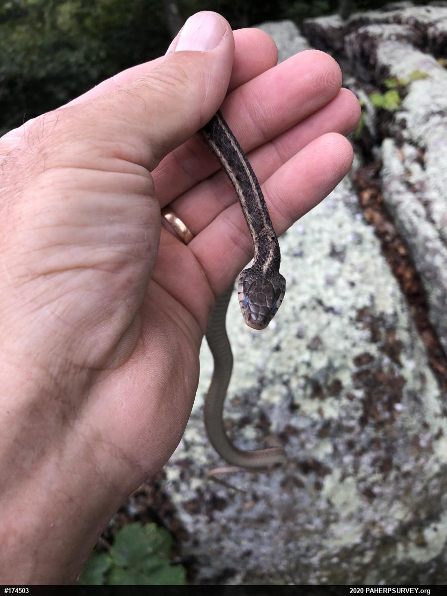 Eastern Gartersnake