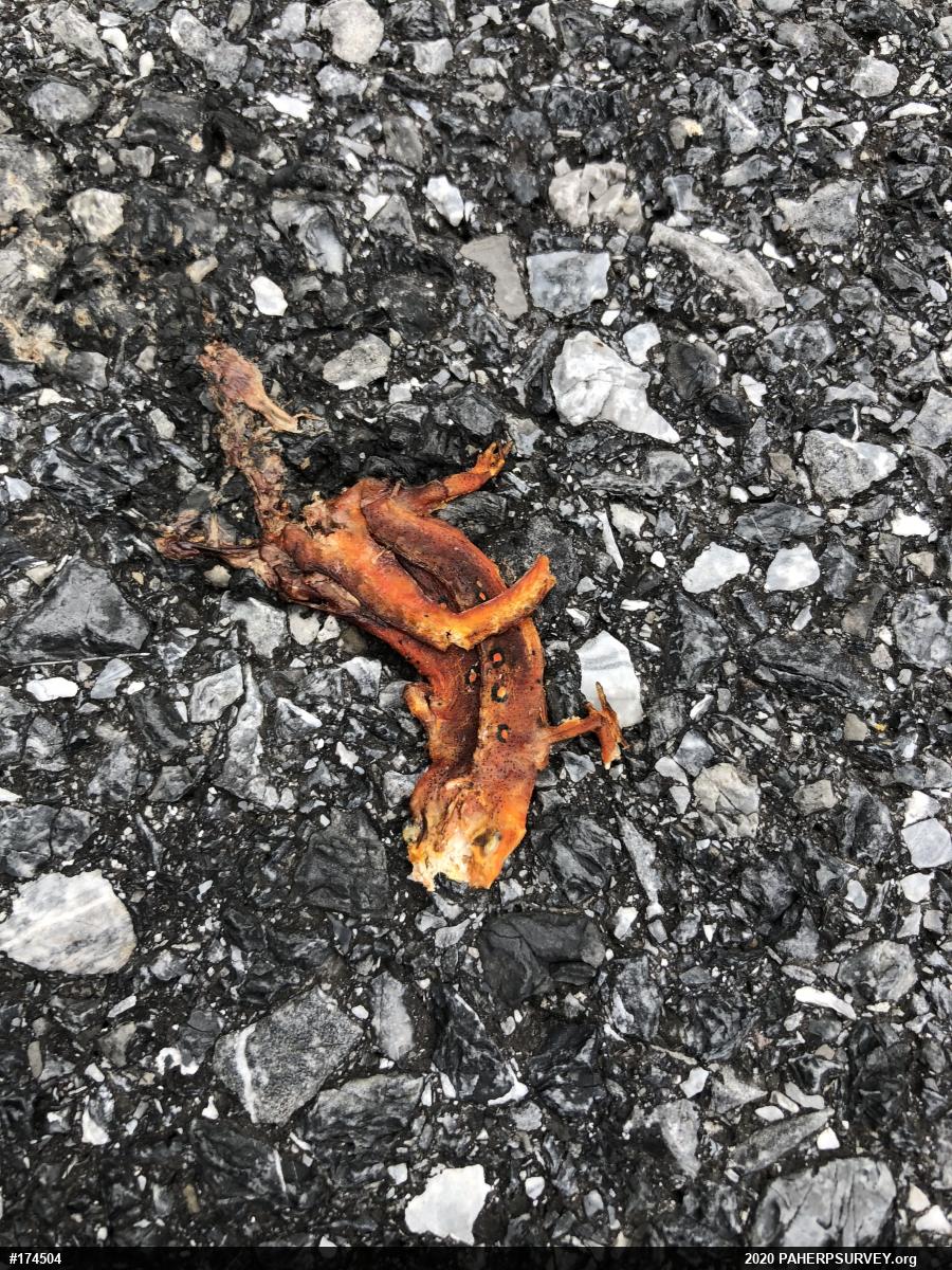 Red-spotted Newt