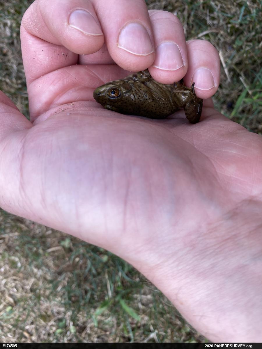 American Bullfrog