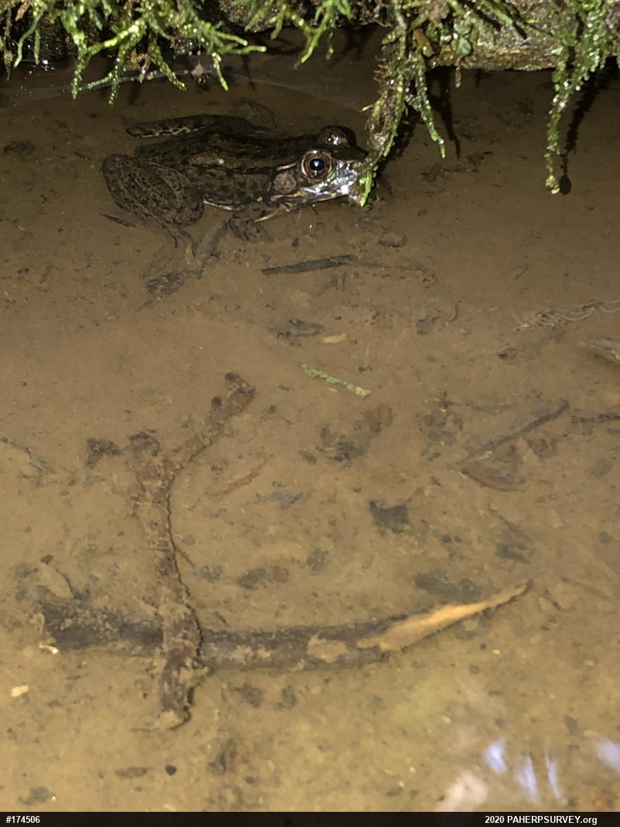 Green Frog