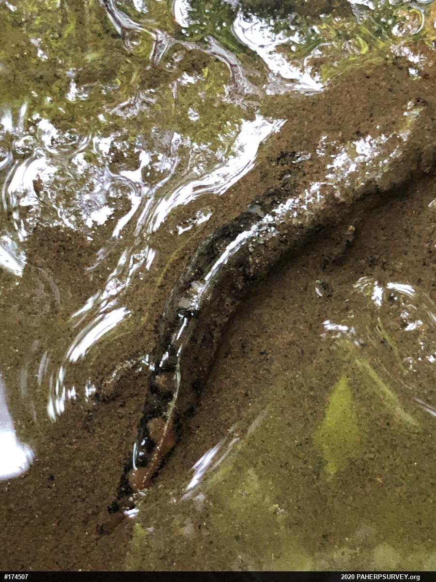 Seal Salamander