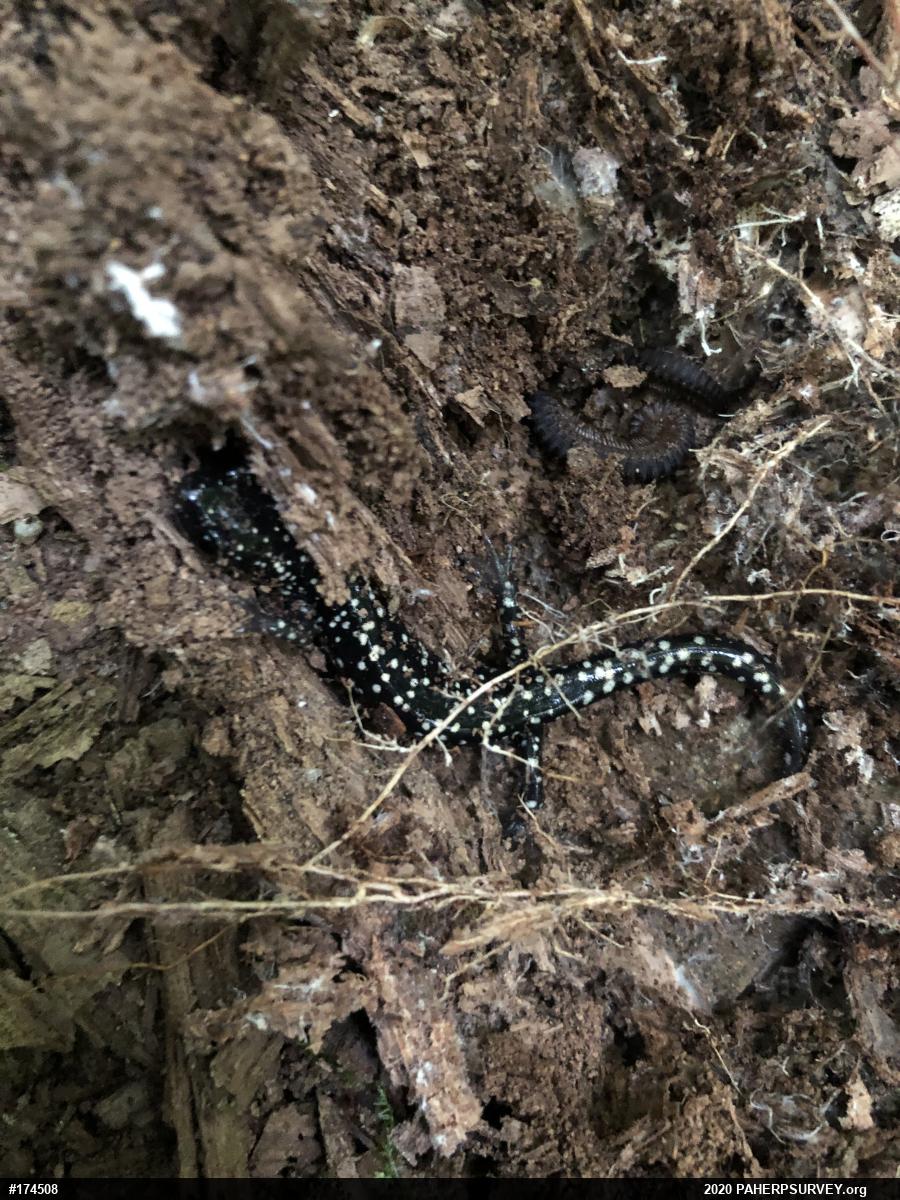 Northern Slimy Salamander