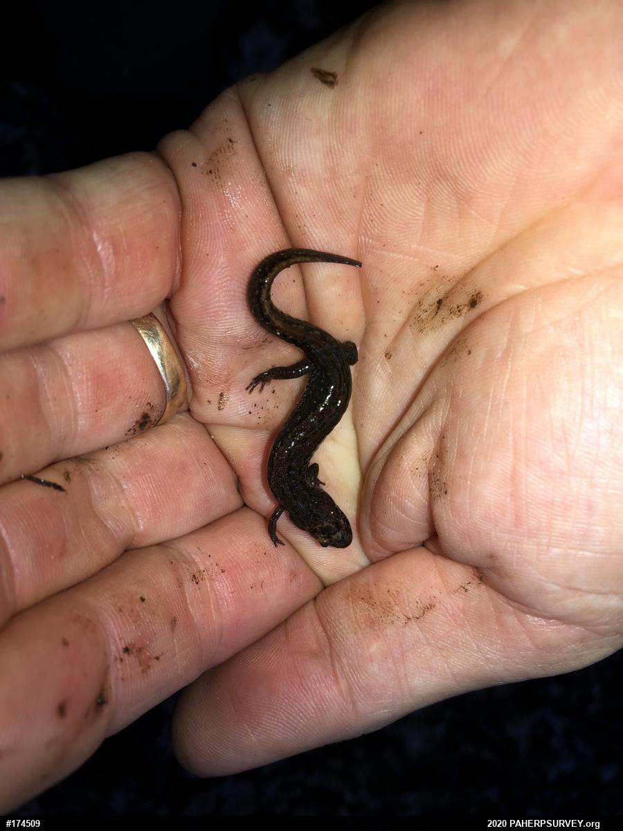 Northern Dusky Salamander