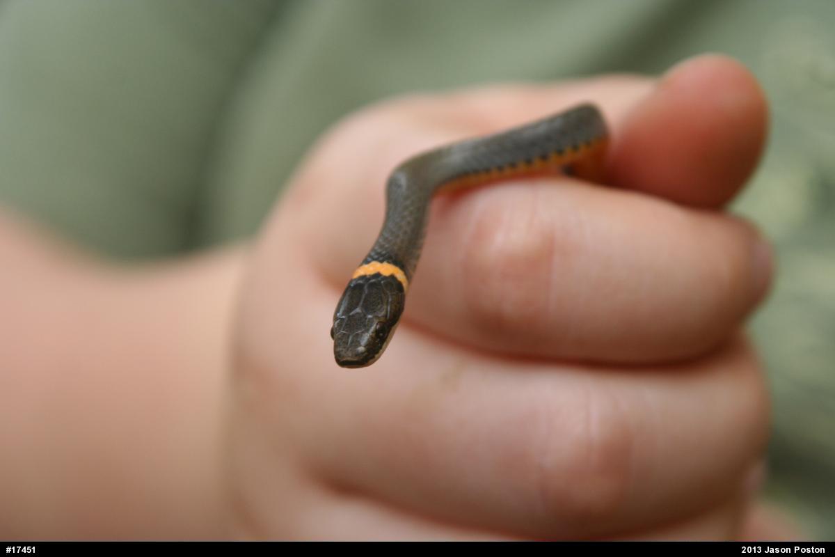 Northern Ring-necked Snake