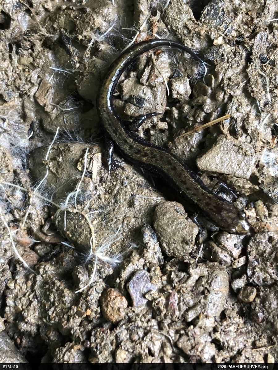 Allegheny Mountain Dusky Salamander
