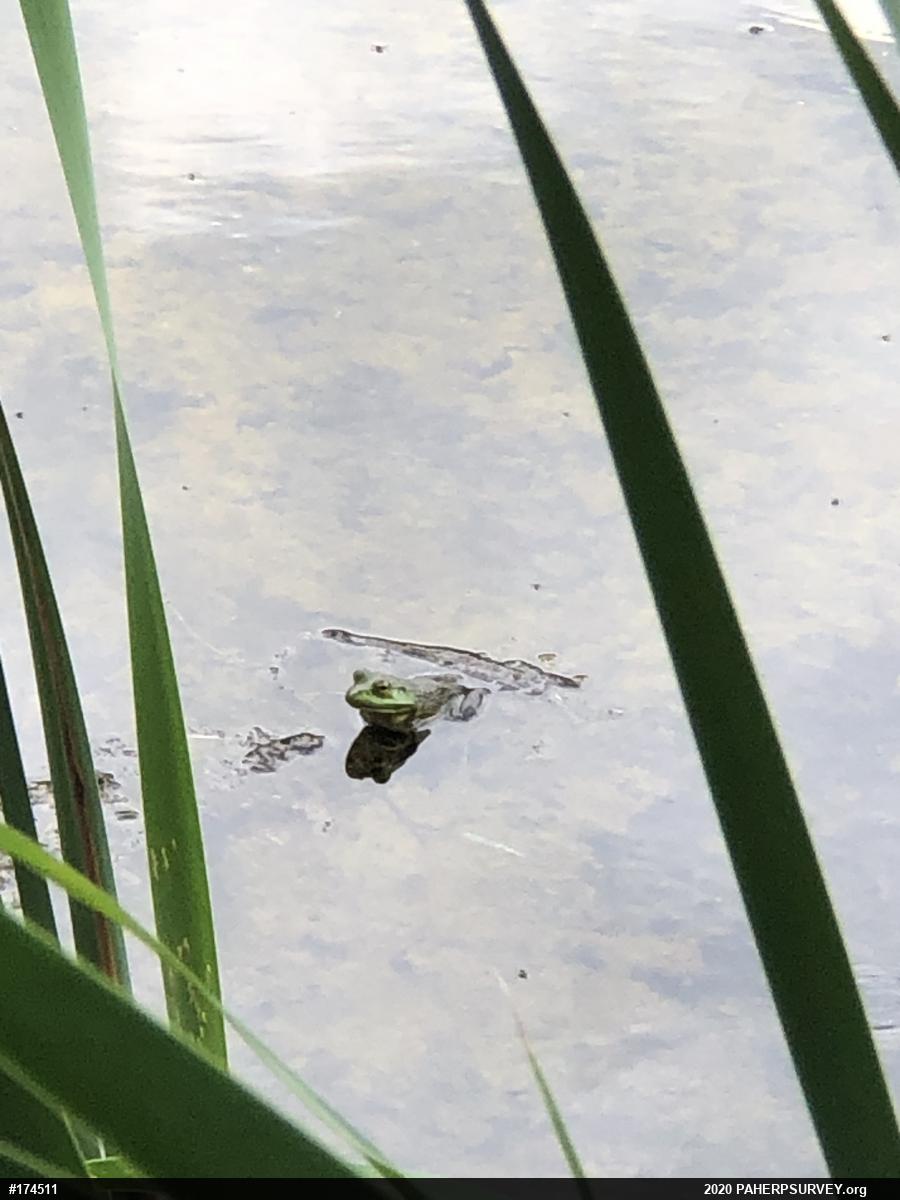 American Bullfrog