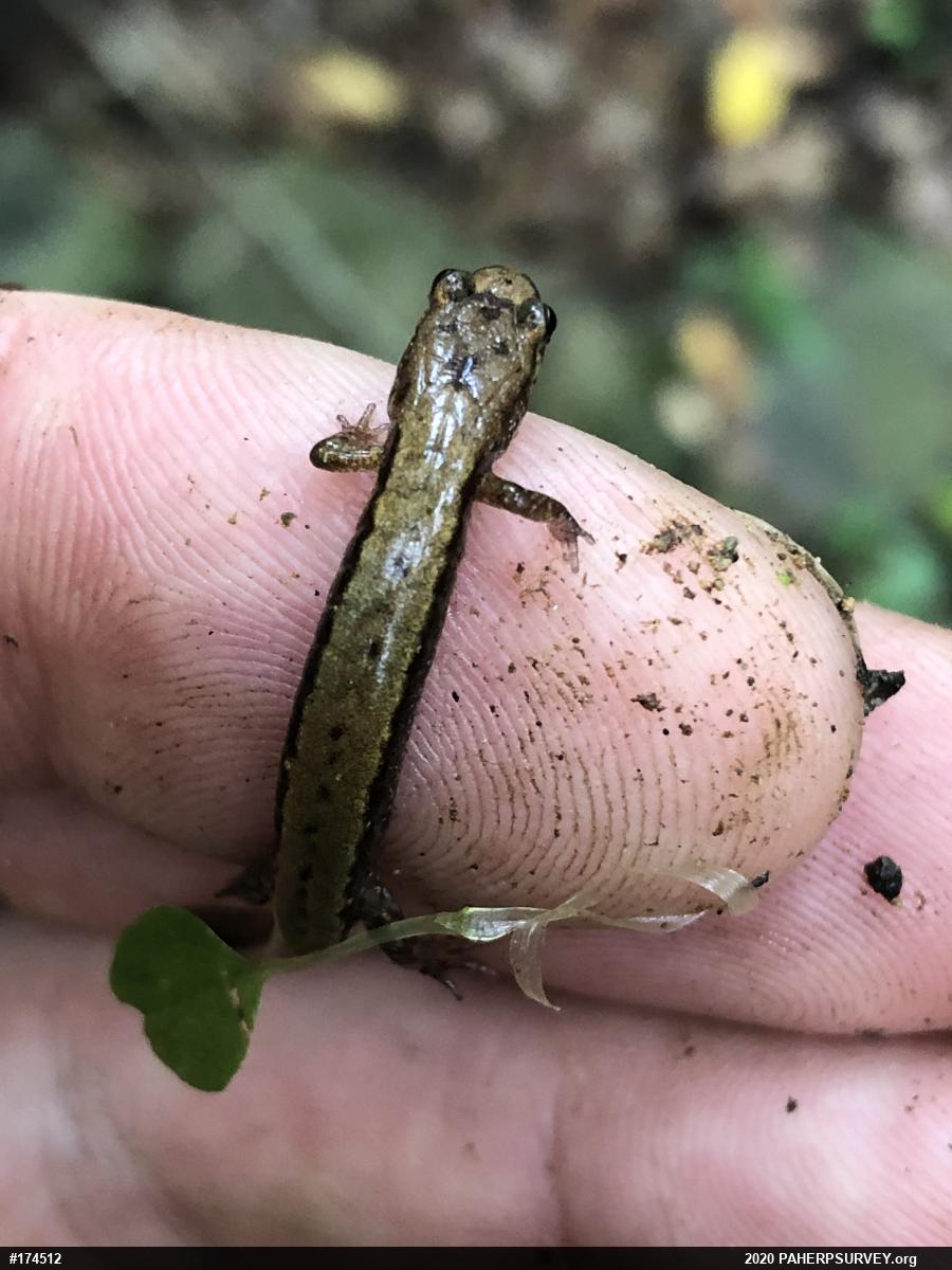 Allegheny Mountain Dusky Salamander