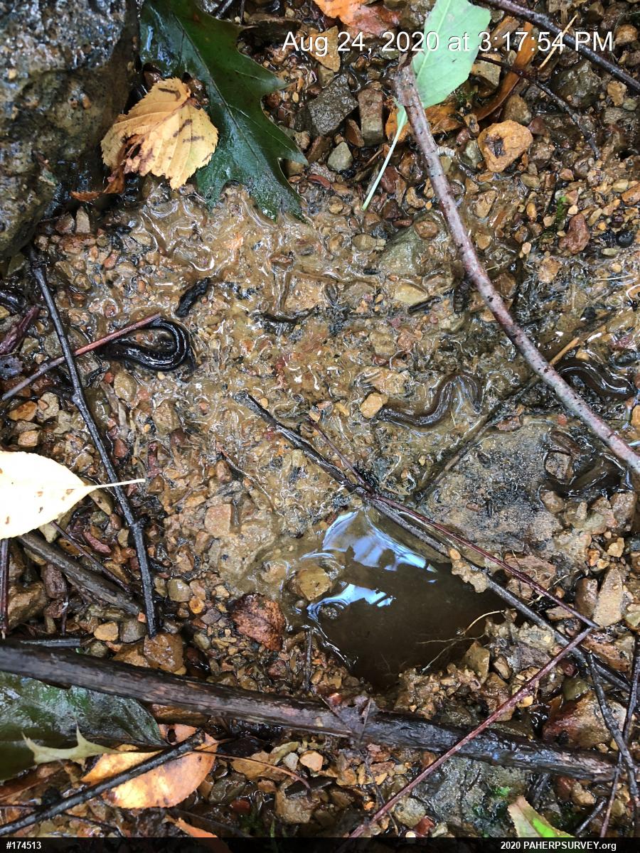 Dusky Salamanders