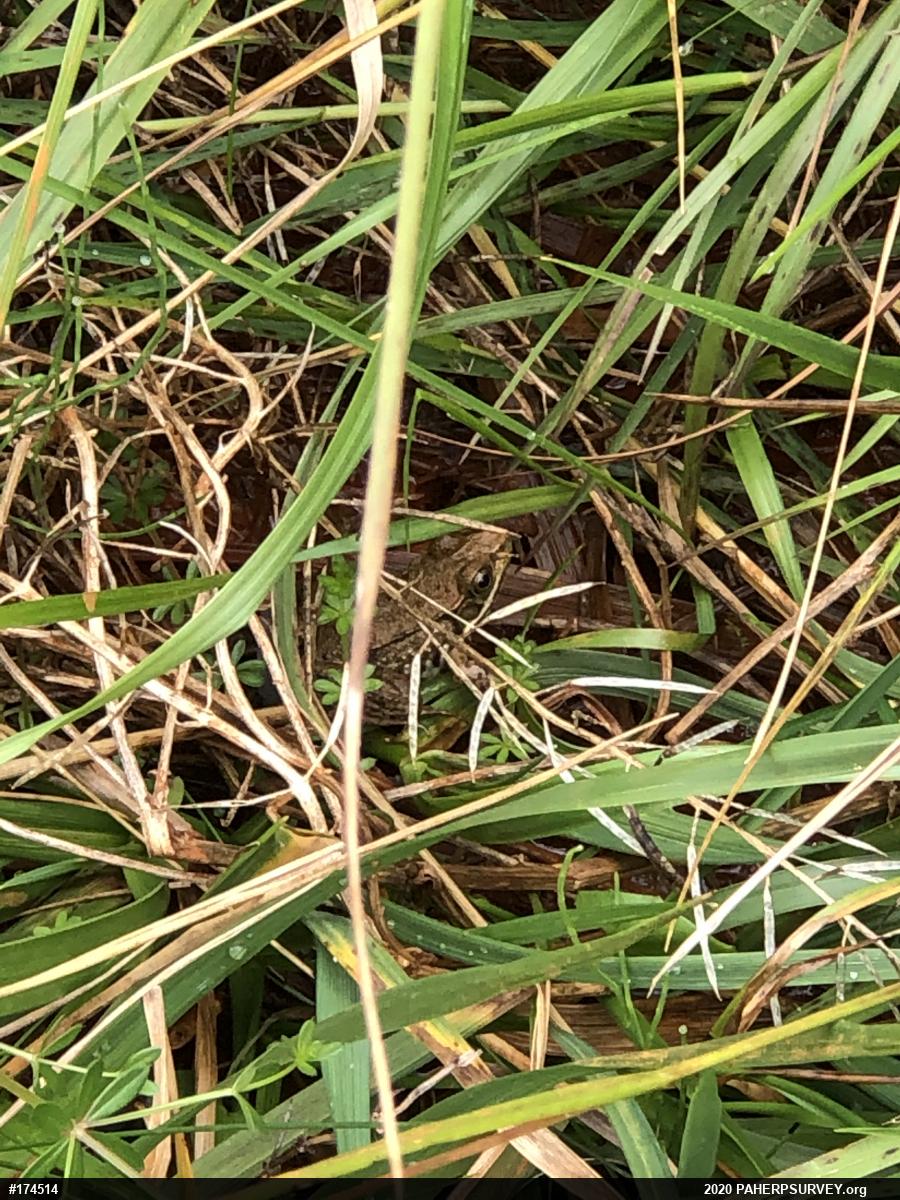 Green Frog