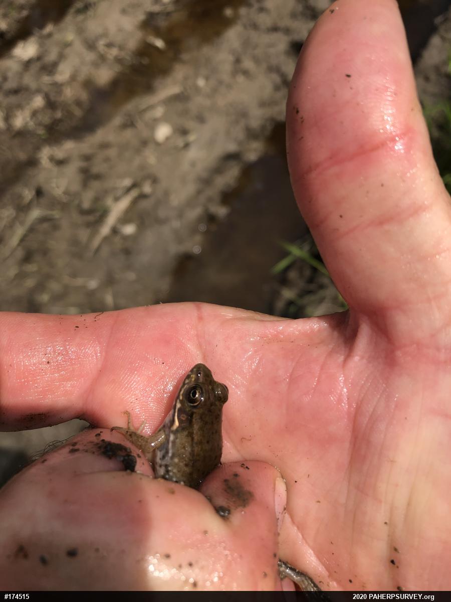 Green Frog