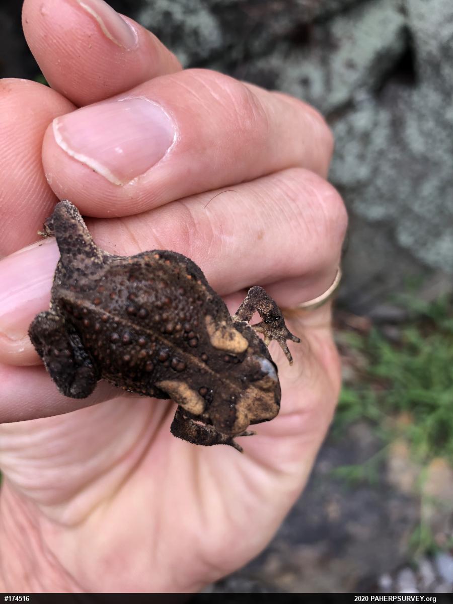 Eastern American Toad