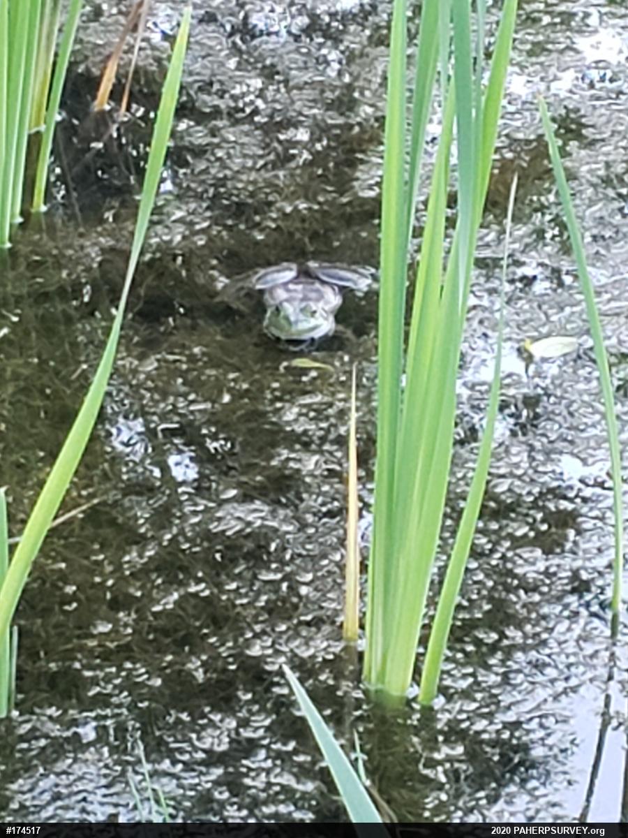 True Frogs