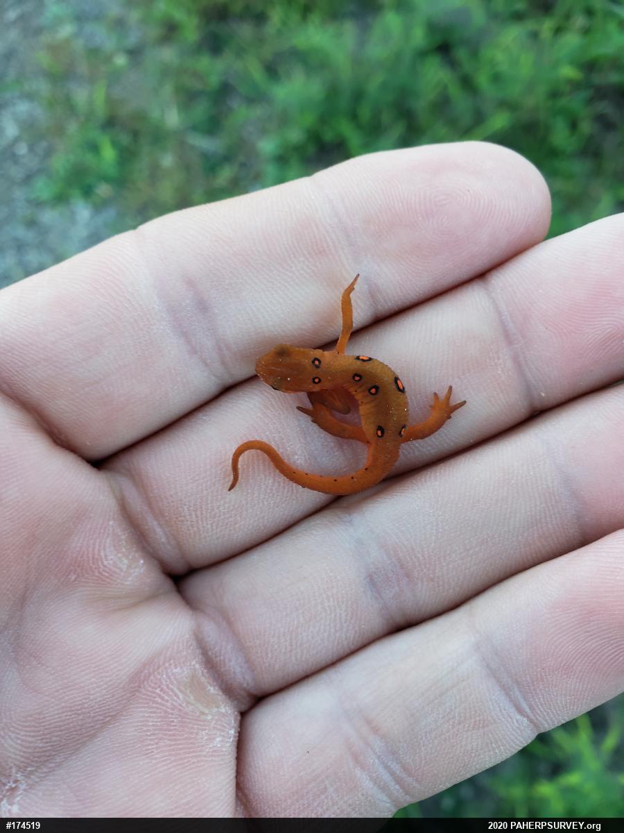 Red-spotted Newt