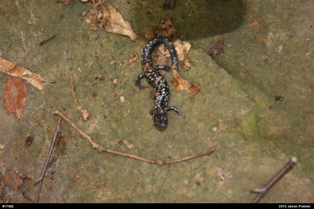 Northern Slimy Salamander