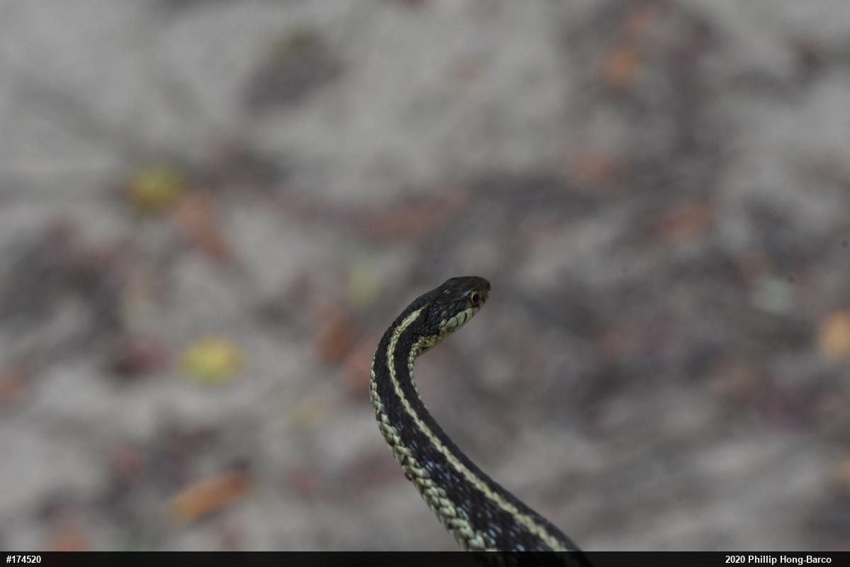 Eastern Gartersnake