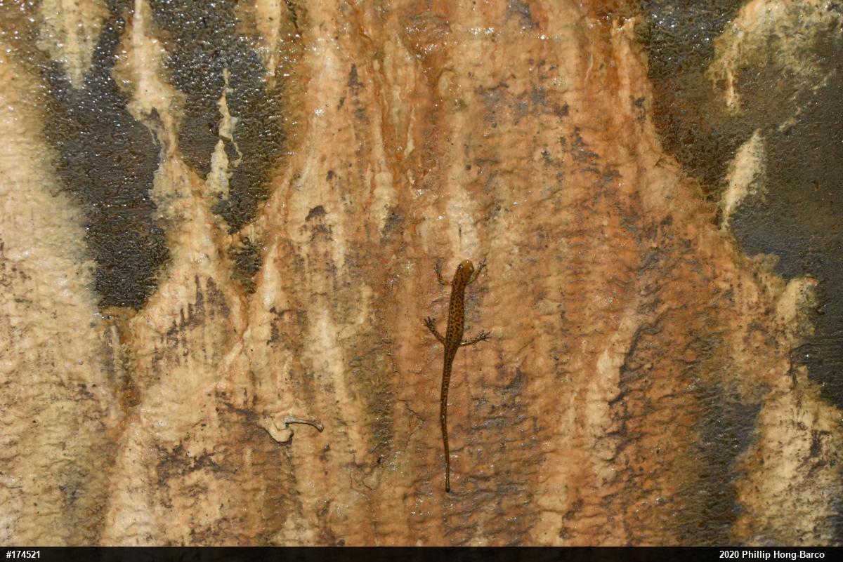 Eastern Long-tailed Salamander