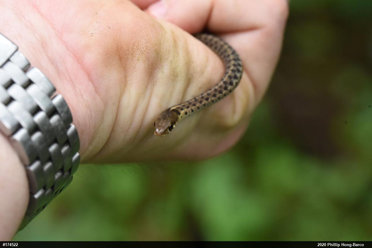 Eastern Gartersnake
