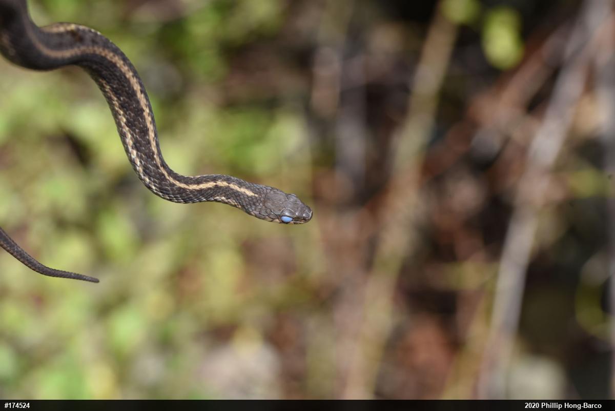Eastern Gartersnake