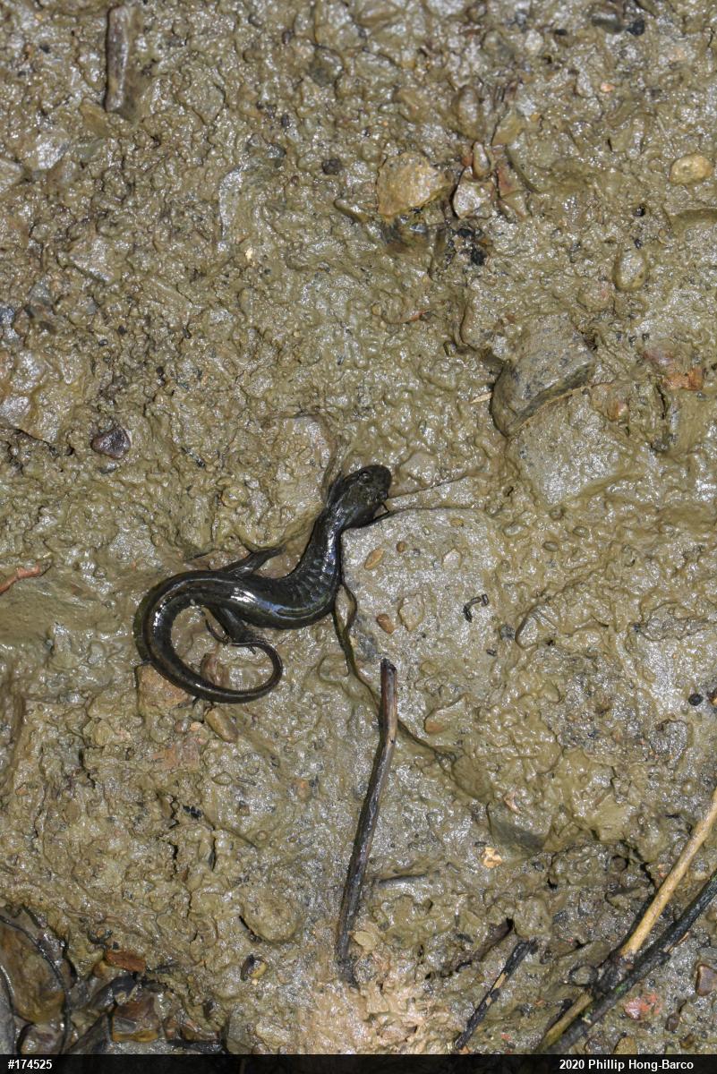 Northern Dusky Salamander