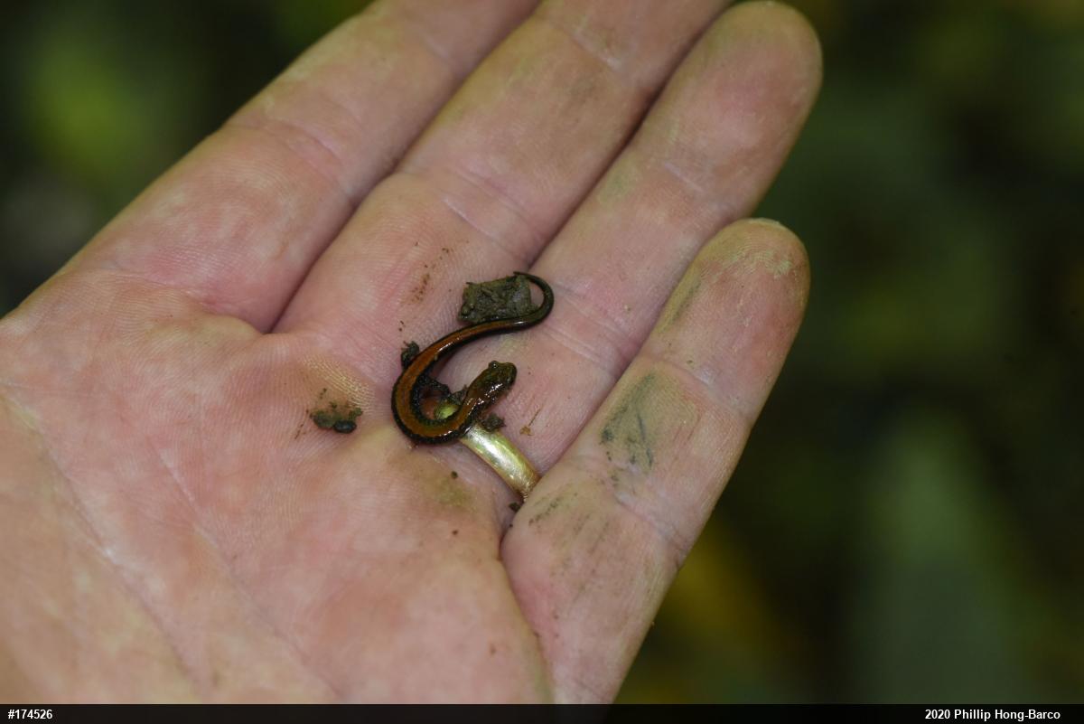 Eastern Red-backed  Salamander